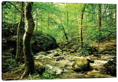 Woodland Stream, Lake District Canvas Art Print - Colin Kemp Photography