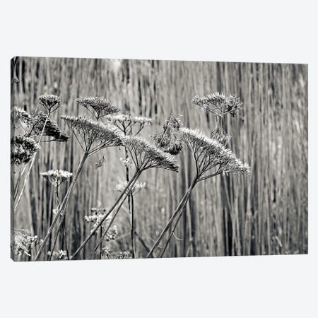 Seed Heads At Wisley Canvas Print #CKP8} by Colin Kemp Photography Canvas Art Print