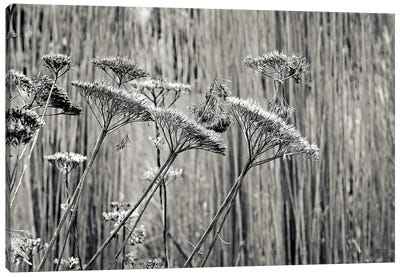 Seed Heads At Wisley Canvas Art Print - Colin Kemp Photography
