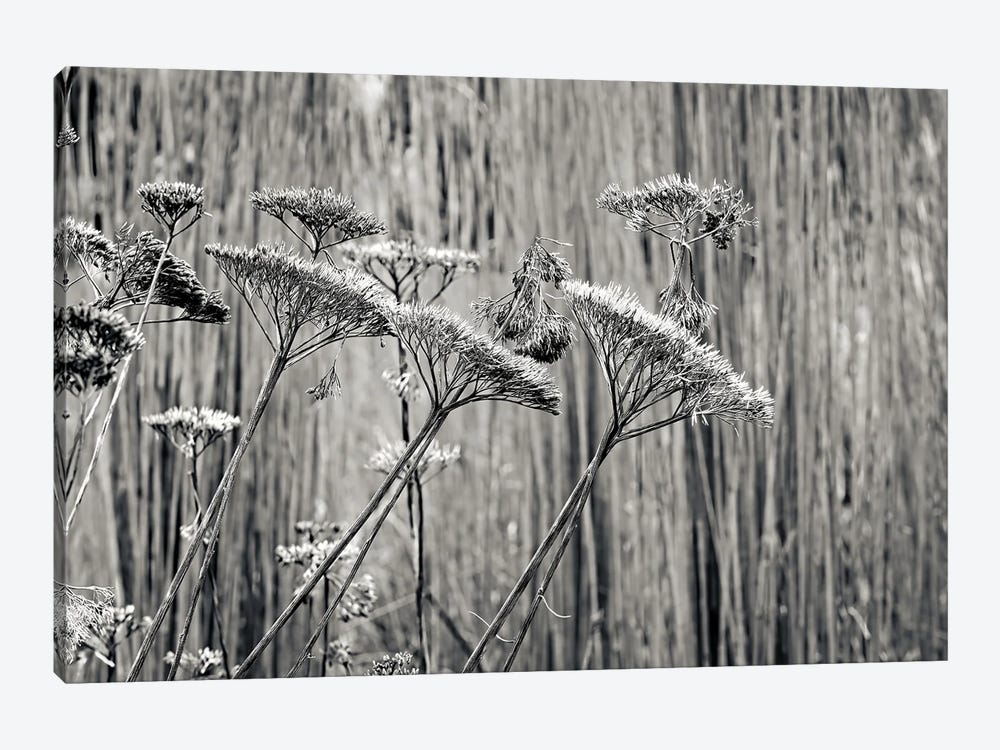 Seed Heads At Wisley by Colin Kemp Photography 1-piece Canvas Artwork