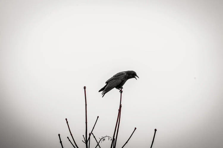 Crows Don't Forget by Cat Kerrigan wall art