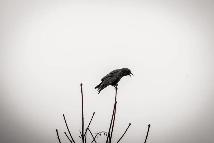 Crows Don't Forget