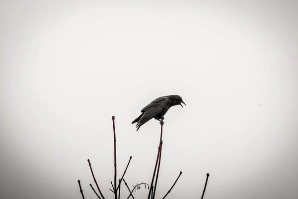 Crows Don't Forget
