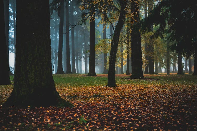 Dreamland Forest