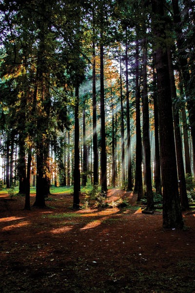 Cat Kerrigan: Sun Through The Fog by Cat Kerrigan