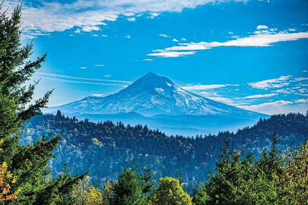 Cat Kerrigan: Tree Framed Mt. Hood by Cat Kerrigan
