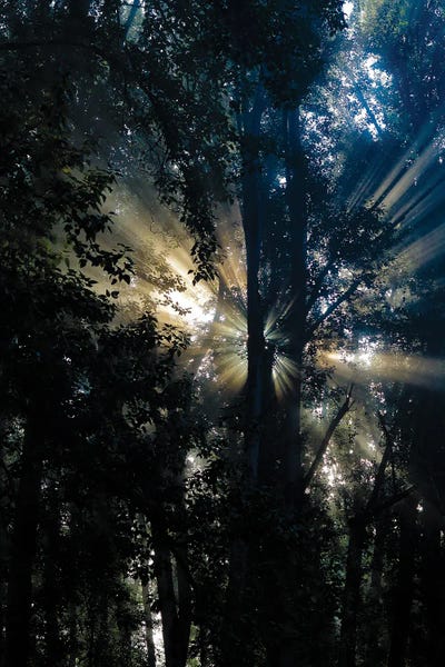 Scattered Light by Cat Kerrigan framed wall art