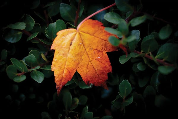Oregon: Lone Leaf by Cat Kerrigan