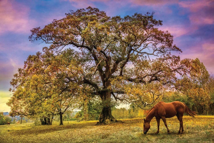 Under The Old Oak Tree