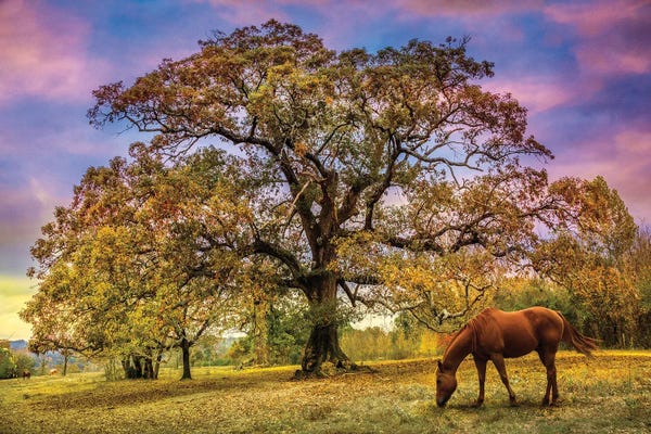 Under The Old Oak Tree