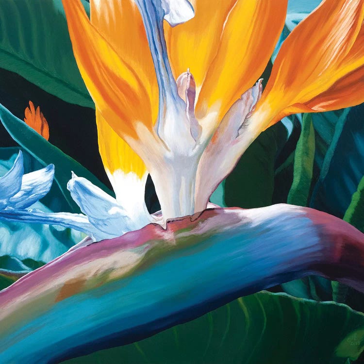 Bird Of Paradise