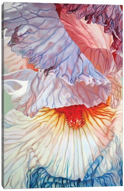 Fading Iris Canvas Art Print - Similar to Georgia O'Keeffe