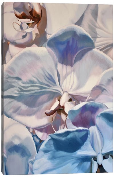 White Orchids Canvas Art Print - Chloe Hedden