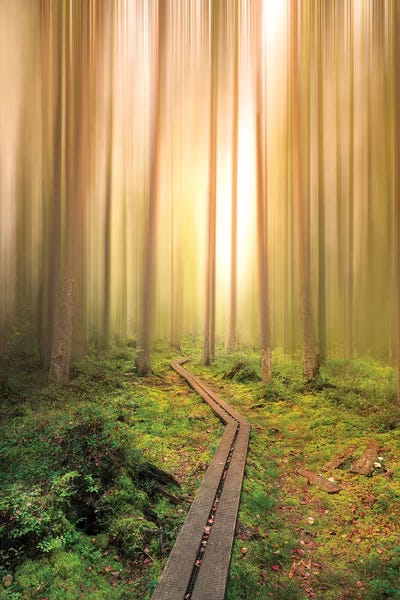 Aspen Trees: Into The Light by Christian Lindsten