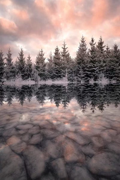 Pine Trees: Melting by Christian Lindsten