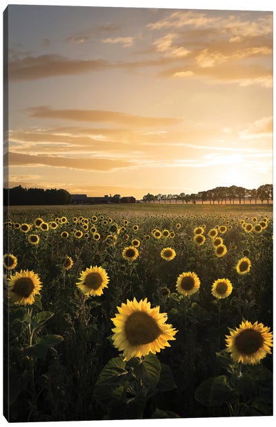 Sunflowerfield In Sweden Canvas Art Print