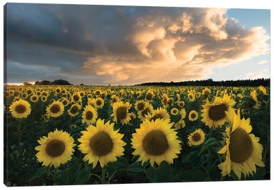 Sunflowers In Sweden Canvas Art Print