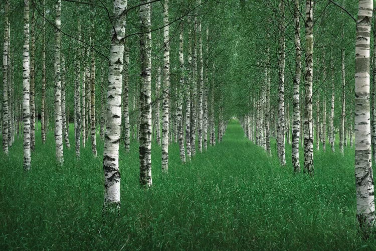 The Tunnel by Christian Lindsten wall art