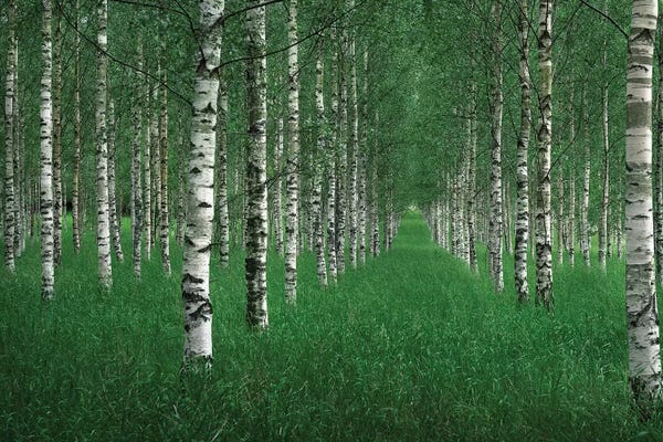 Aspen Trees: The Tunnel by Christian Lindsten