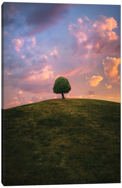 Tree On Hill During Sunset Canvas Art Print
