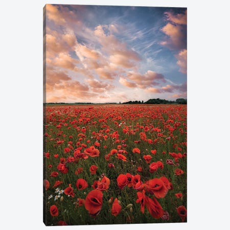 Poppy Field In Sweden Canvas Print #CLI29} by Christian Lindsten Canvas Artwork