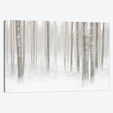 Winterforest In Sweden Canvas Print #CLI32} by Christian Lindsten Canvas Print