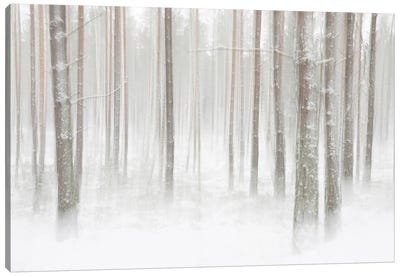 Winterforest In Sweden Canvas Art Print
