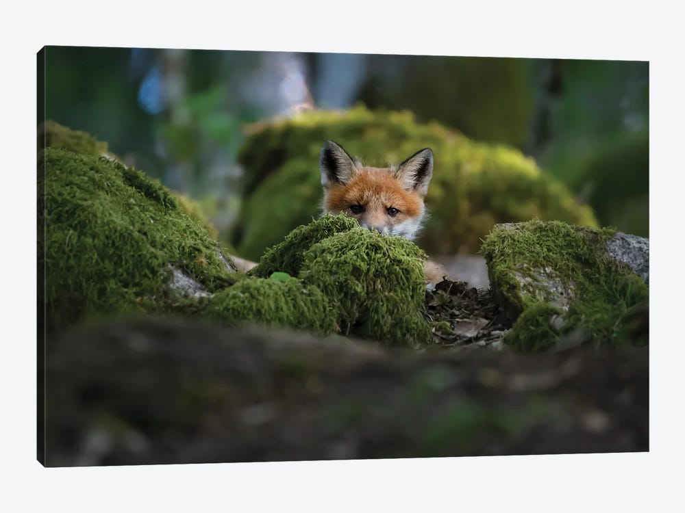 Curious Fox by Christian Lindsten 1-piece Canvas Art