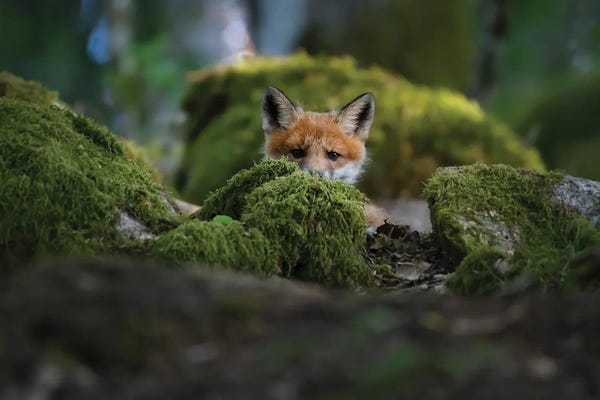 Christian Lindsten: Curious Fox by Christian Lindsten