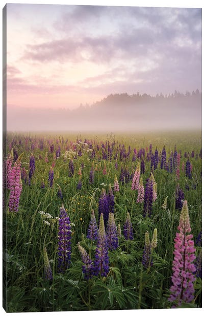 Lupines In Fog Part 3 Canvas Art Print - 1x Collection