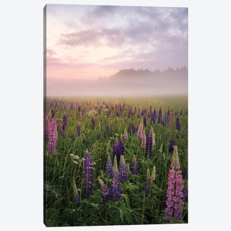 Lupines In Fog Part 3 Canvas Print #CLI39} by Christian Lindsten Canvas Art Print