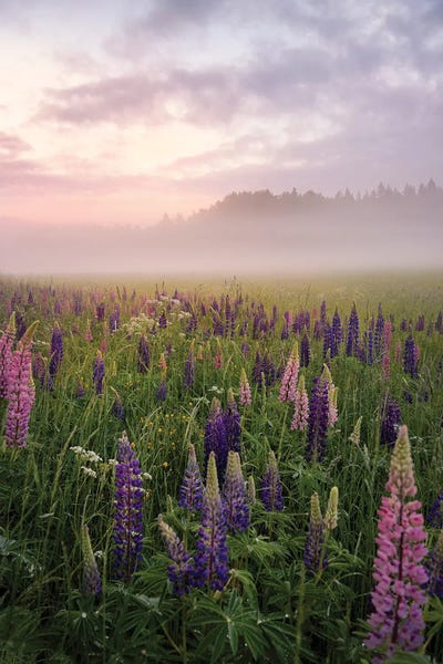 Christian Lindsten: Lupines In Fog Part 3 by Christian Lindsten