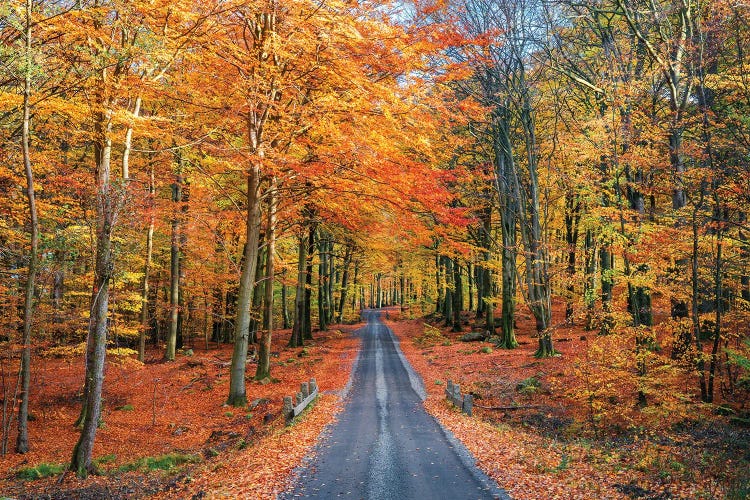 Road Into Autumn