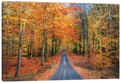 Road Into Autumn Canvas Art Print