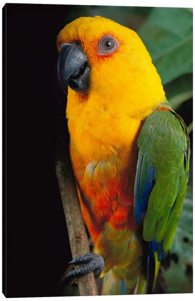 Yellow-Faced Parrot, Southern Brazil Canvas Art Print