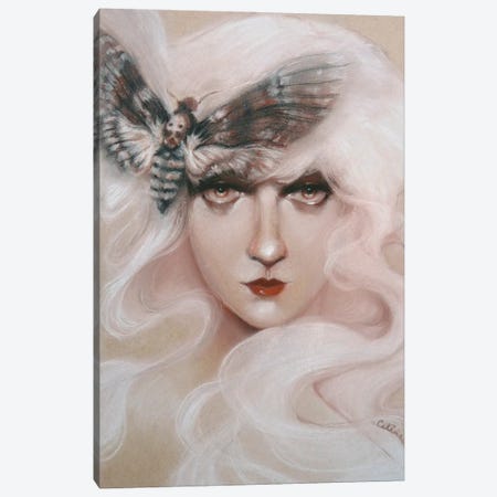 Moth Canvas Print #CLP14} by Celene Petrulak Canvas Art Print