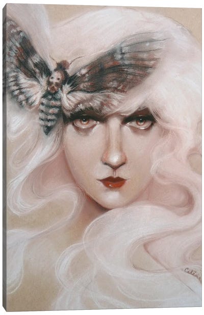 Moth Canvas Art Print - Celene Petrulak