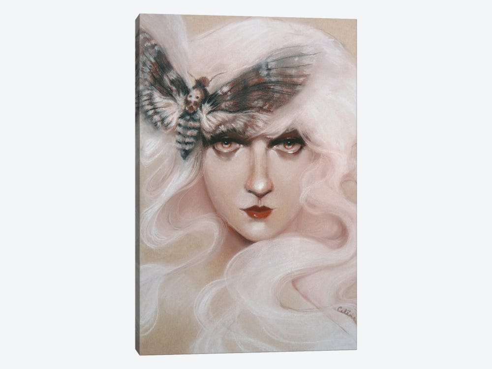 Moth by Celene Petrulak 1-piece Canvas Wall Art