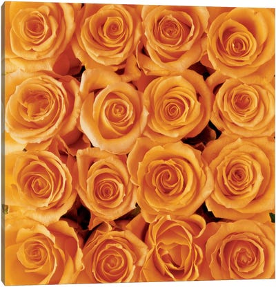 Orange Rose Creation Canvas Art Print - Orange