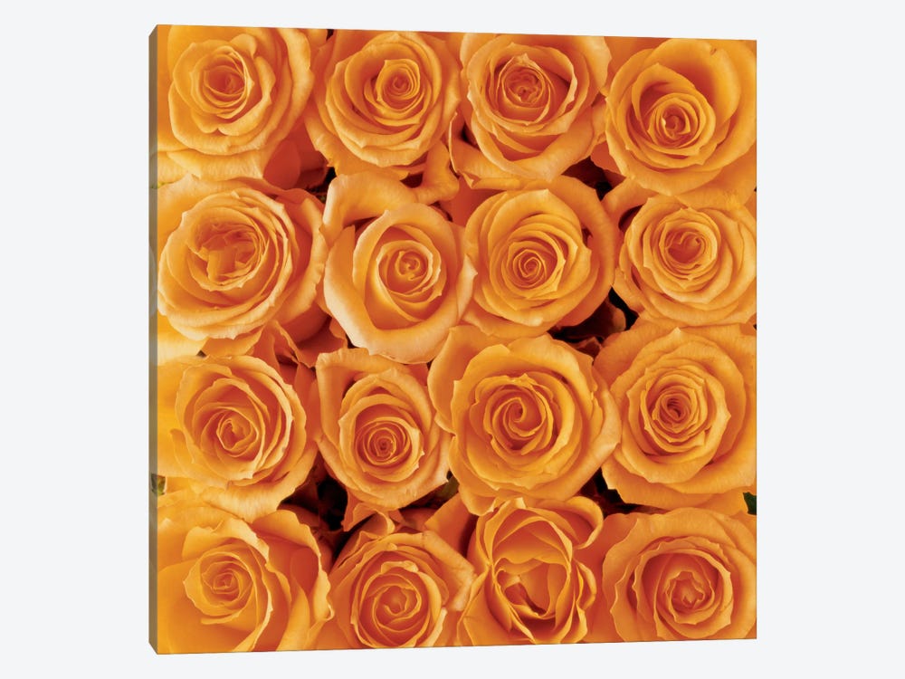 Orange Rose Creation by Creatief met Bloemen 1-piece Art Print