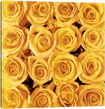 Yellow Rose Creation Canvas Art Print - Mellow Yellow