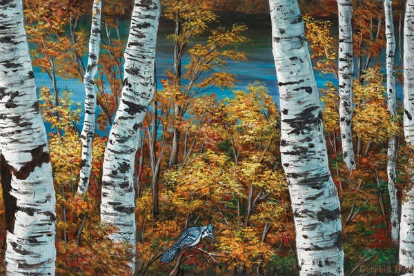 Birch Trees: Blue Jay And Birch by Campbell Frost