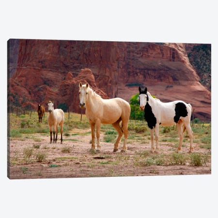 Wild Navajo Horses, Canyon Del Muerto, Canyon de Chelly National Monument, Navajo Nation, Apache County, Arizona, USA Canvas Print #CMH2} by Cindy Miller Hopkins Canvas Art