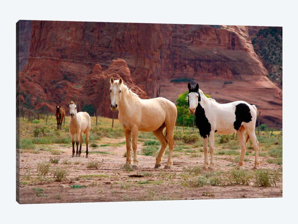 Wild Navajo Horses, Canyon Del Muerto, Canyon de Chelly National Monument, Navajo Nation, Apache County, Arizona, USA by Cindy Miller Hopkins 1-piece Canvas Wall Art