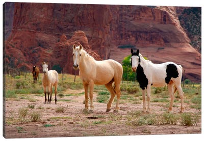 Wild Navajo Horses, Canyon Del Muerto, Canyon de Chelly National Monument, Navajo Nation, Apache County, Arizona, USA Canvas Art Print - Western Décor