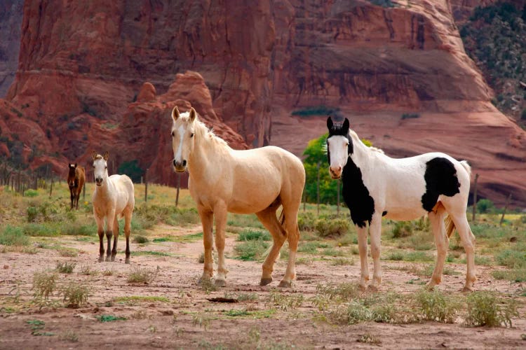 Wild Navajo Horses, Canyon Del Muerto, Canyon de Chelly National Monument, Navajo Nation, Apache County, Arizona, USA