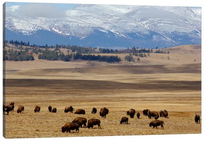 Grazing Bison (American Buffalo) Herd On The Plain, Pike National Forest, Colorado, USA Canvas Art Print - Field, Grassland & Meadow Art