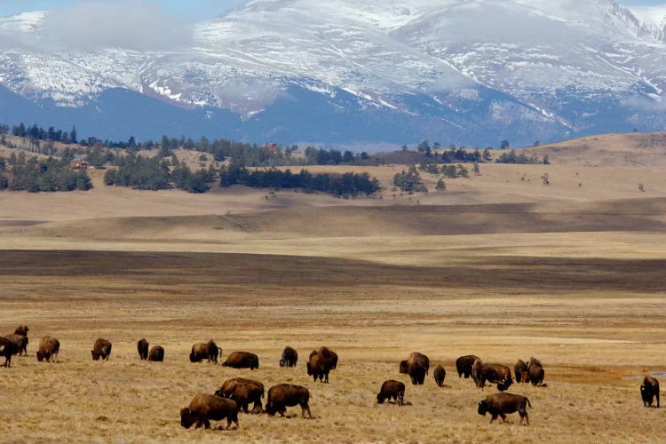 Grazing Bison (American Buffalo) Herd On The Plain, Pike National Forest, Colorado, USA