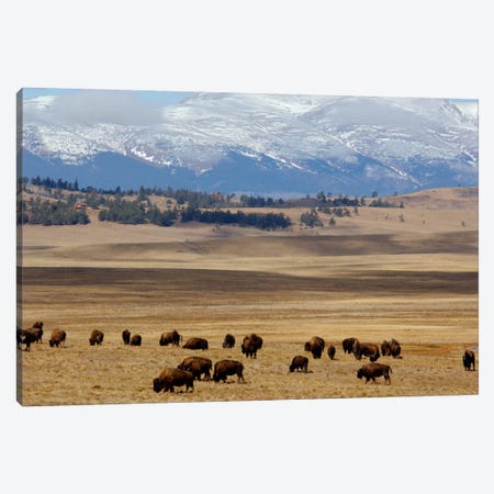 Grazing Bison (American Buffalo) Herd On The Plain, Pike National Forest, Colorado, USA Canvas Print #CMH3} by Cindy Miller Hopkins Canvas Wall Art