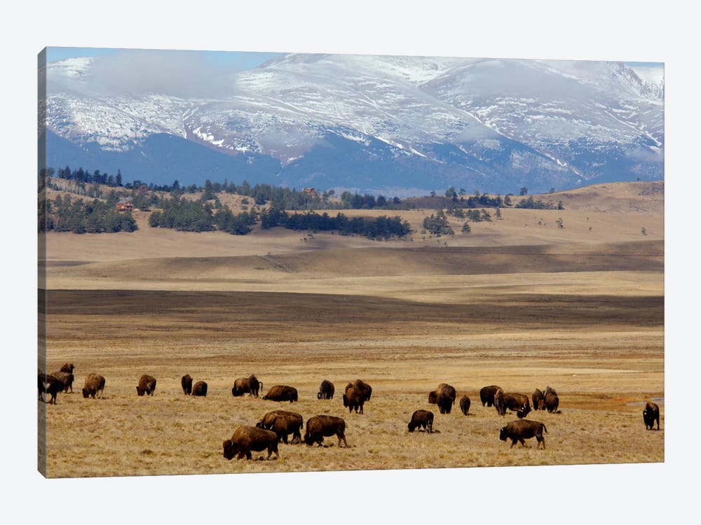 Grazing Bison (American Buffalo) Herd On The Plain, Pike National Forest, Colorado, USA 1-piece Canvas Art Print